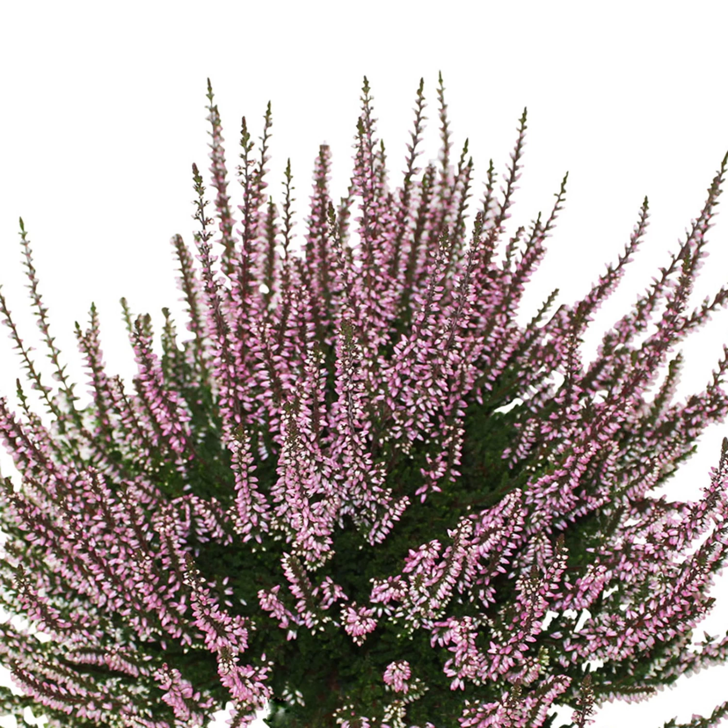 Knospenheide, Farbe Nach Verfügbarkeit, Topf-Ø 10,5/11 Cm, 8er-Set – Bild 2