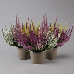 Knospenheide 'High Five®' Fünffarbig, Topf-Ø 13 Cm, 3er-Set