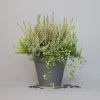 Heidepflanzen Mix, Farbe Variiert, Topf-Ø 15 Cm, 2er-Set