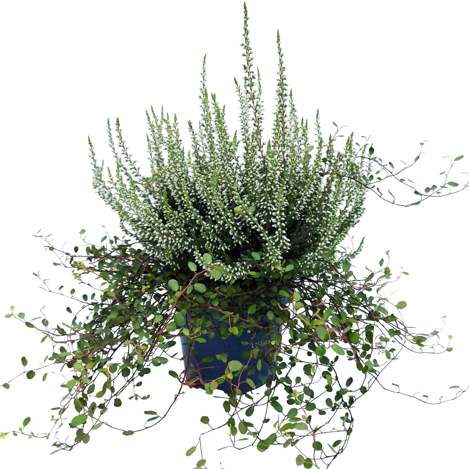 Knospenheide & Mühlenbeckia Duo, Weiß, Topf-Ø 13cm, 6er-Set