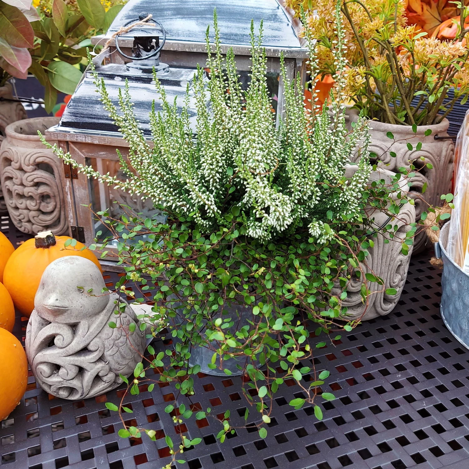 Knospenheide & Mühlenbeckia Duo, Weiß, Topf-Ø 13cm, 6er-Set – Bild 3