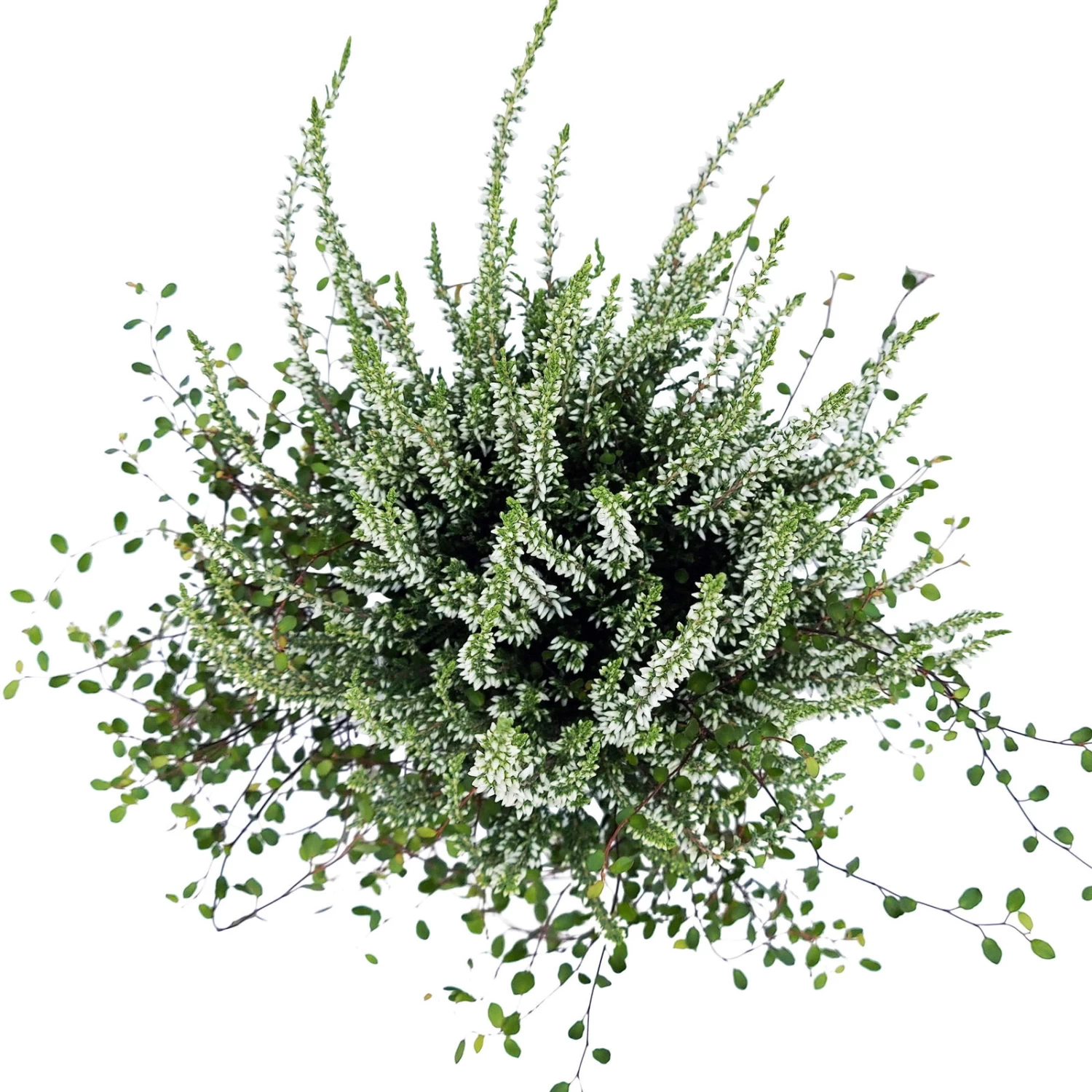 Knospenheide & Mühlenbeckia Duo, Weiß, Topf-Ø 13cm, 6er-Set – Bild 4