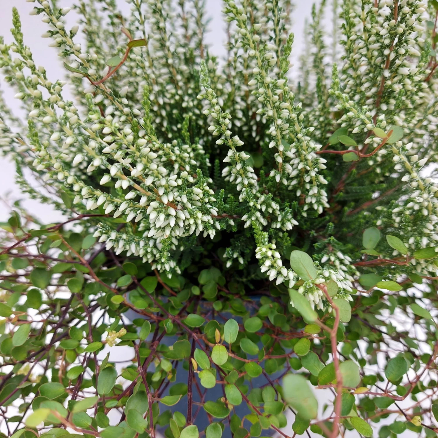 Knospenheide & Mühlenbeckia Duo, Weiß, Topf-Ø 13cm, 6er-Set – Bild 2