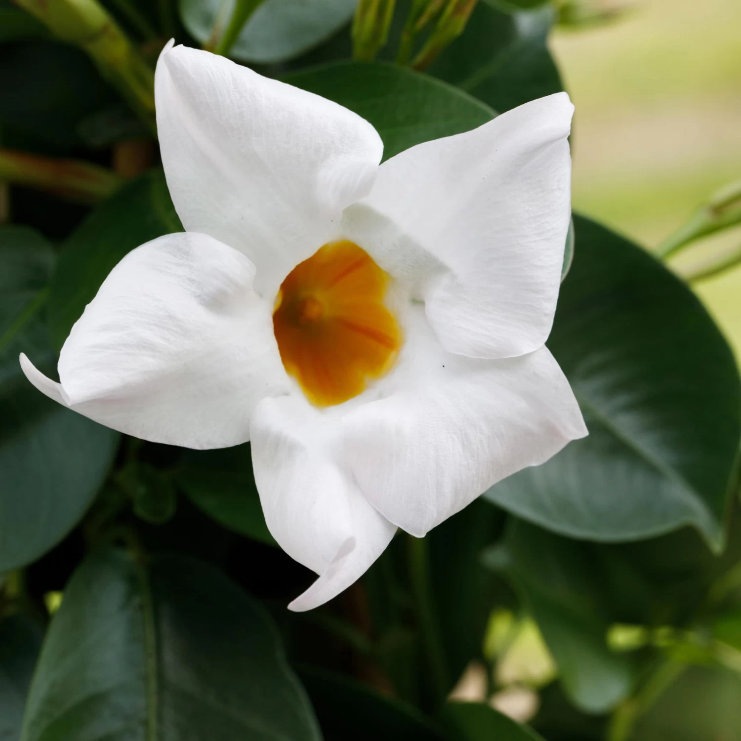 Dipladenie Weiß, Busch, Topf-Ø 13/14 Cm, 3er-Set – Bild 4