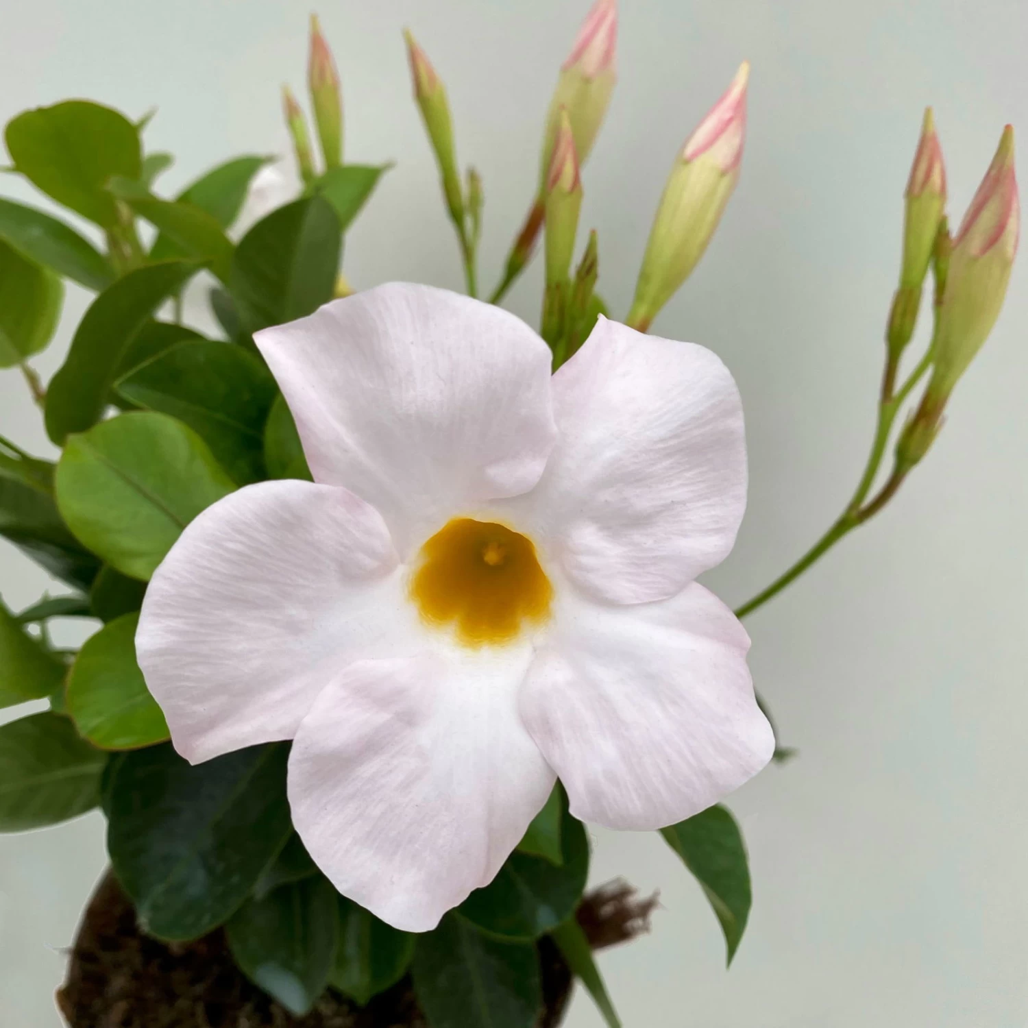 Dipladenie Weiß, Busch, Topf-Ø 13/14 Cm, 3er-Set – Bild 2