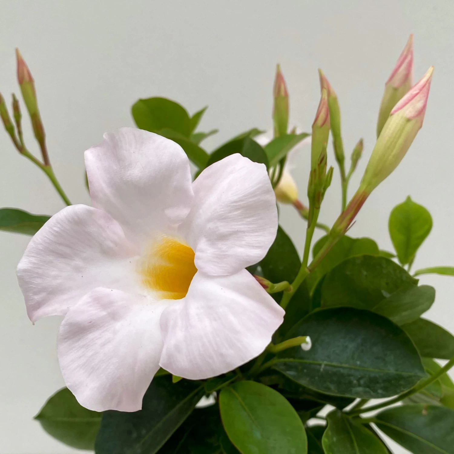 Dipladenie Weiß, Busch, Topf-Ø 13/14 Cm, 3er-Set – Bild 3