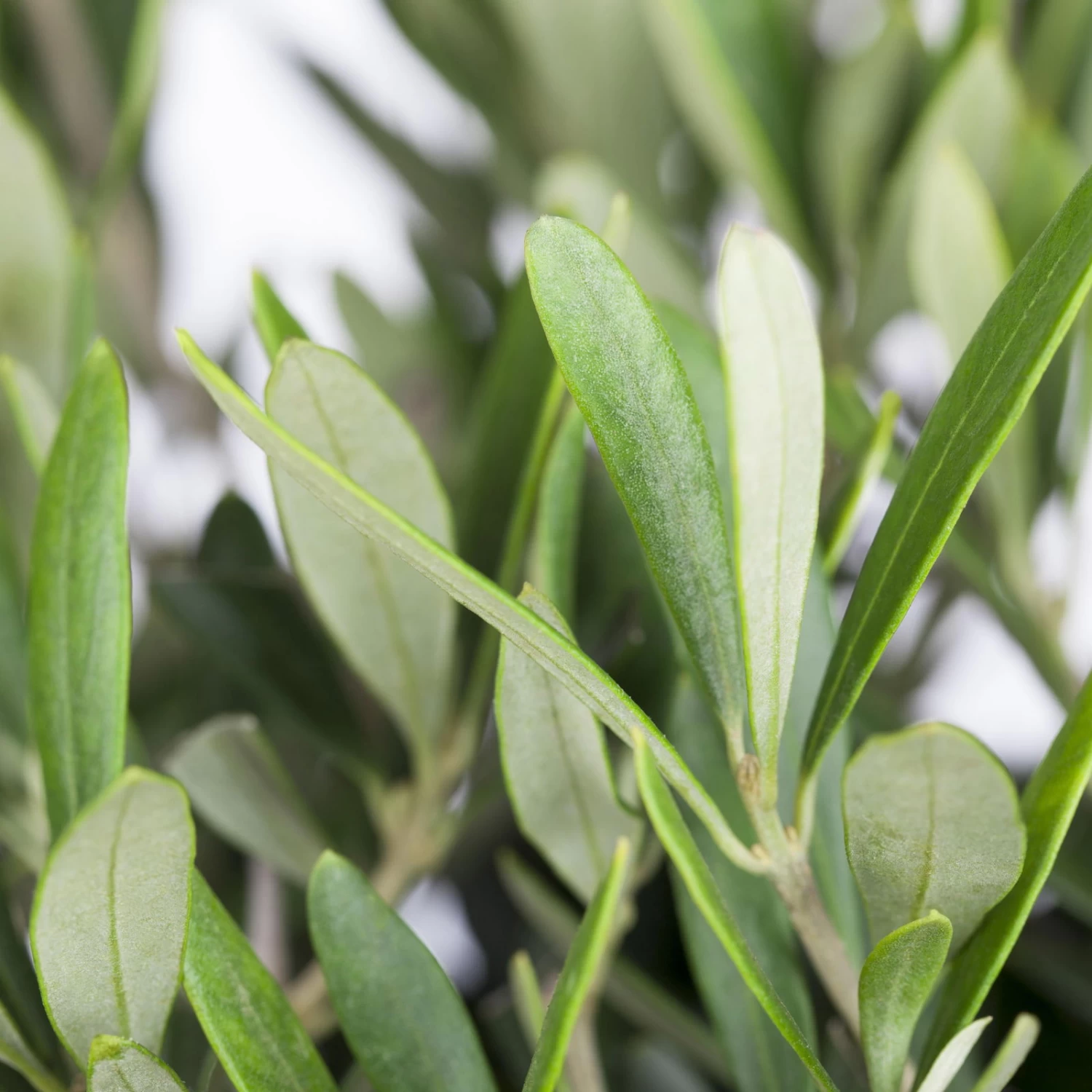 Olivenbaum, Stämmchen, Topf-Ø 16 Cm, Höhe Ca. 60 Cm