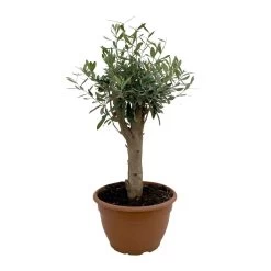 Olivenbaum 'Bonsai', Topf-Ø 25 Cm, Höhe Ca. 55 Cm