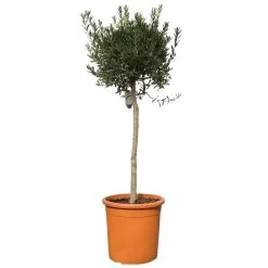 Olivenbaum, Stämmchen, Topf-Ø Ca. 40 Cm, Höhe Ca. 170 Cm