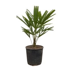 Hanfpalme, Topf-Ø 22 Cm, Höhe Ca. 60-70 Cm