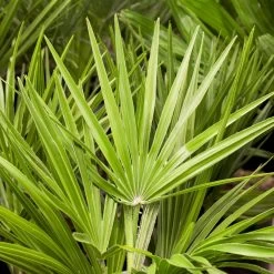 Chamaerops Humilis, Topf-Ø 28 Cm, Höhe Ca. 80 Cm