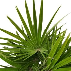 Chamaerops Humilis 'Sicilia', Topf-Ø Ca. 44 Cm, Höhe Ca. 110 Cm