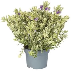 Hebe Buntlaubig, Topf-Ø 19 Cm, 2er-Set