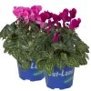 Alpenveilchen 'Outland', Lila/rosa, Topf-Ø 10,5 Cm, 6er-Set