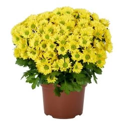 Chrysanthemen 'Swifty', Gelb, Topf-Ø 12 Cm, 6er-Set