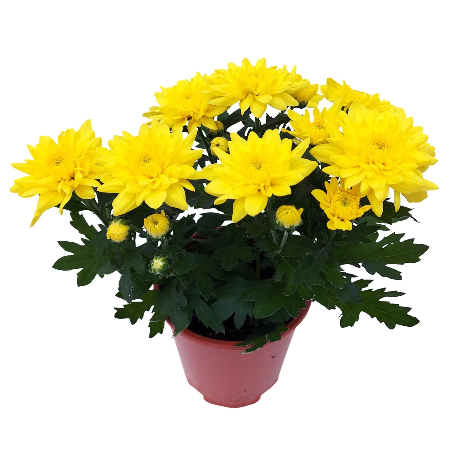 Chrysanthemen 'Chrysanne® Grandezza Yellow', Gelb, Topf-Ø 13 Cm, 6er-Set – Bild 3
