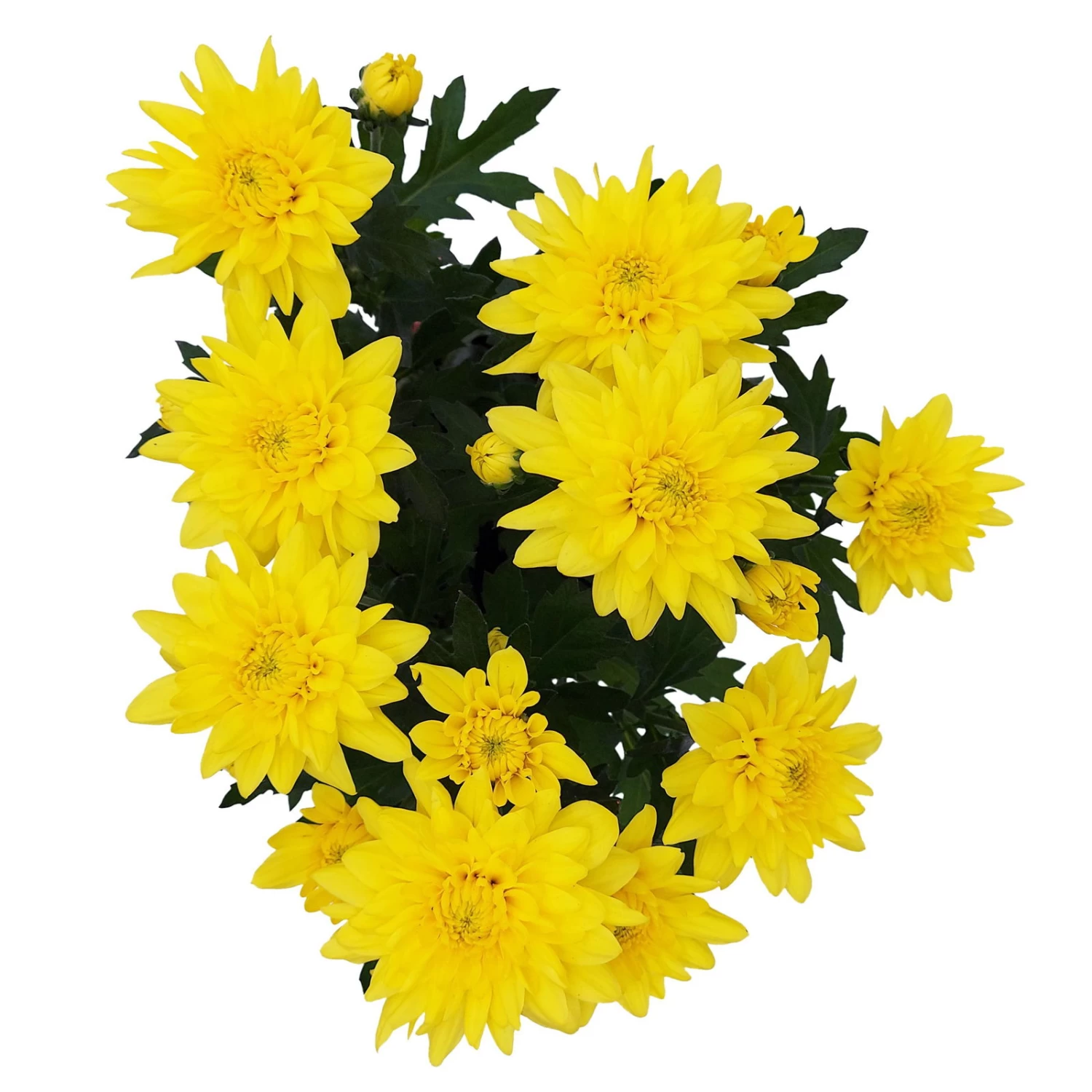 Chrysanthemen 'Chrysanne® Grandezza Yellow', Gelb, Topf-Ø 13 Cm, 6er-Set – Bild 4