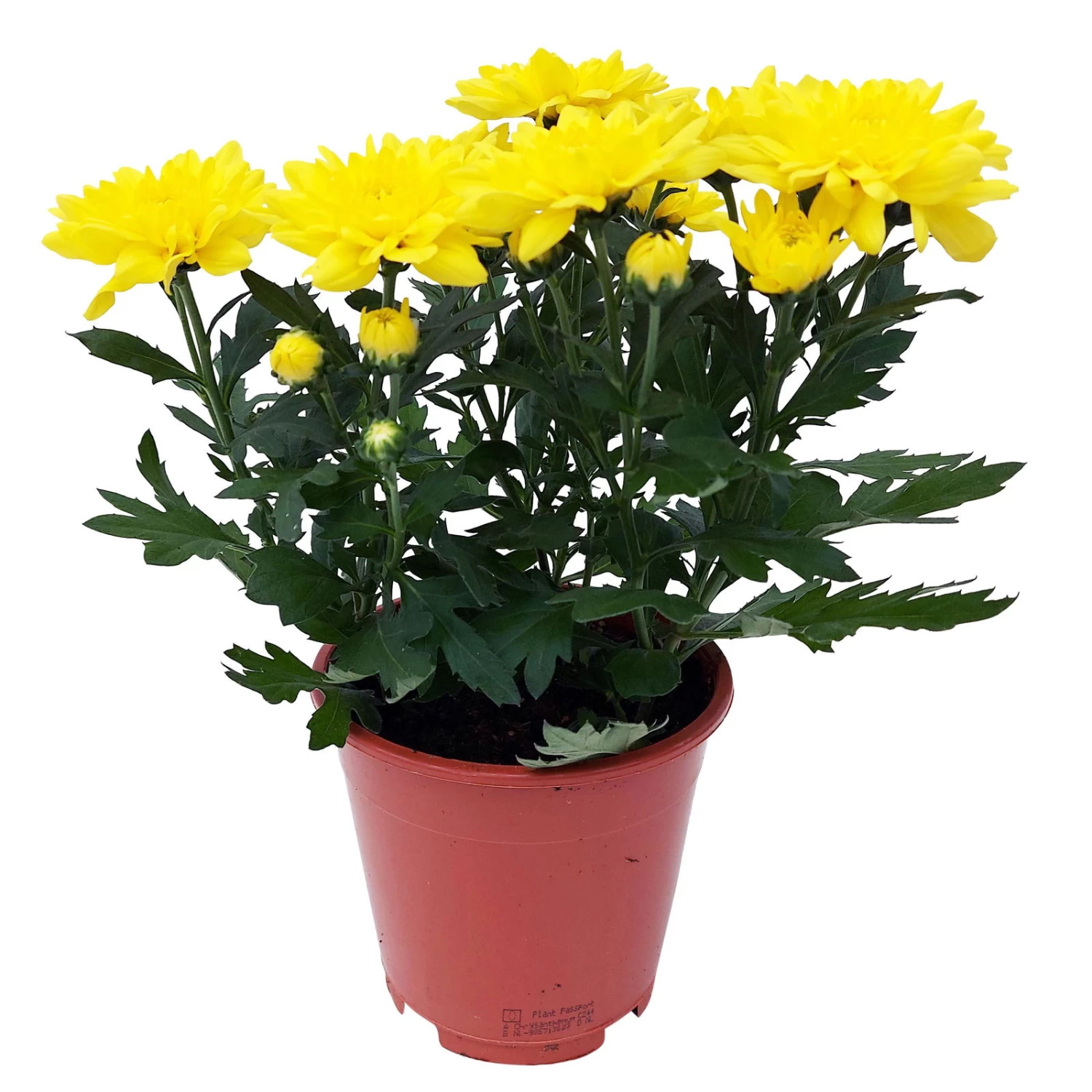 Chrysanthemen 'Chrysanne® Grandezza Yellow', Gelb, Topf-Ø 13 Cm, 6er-Set – Bild 5