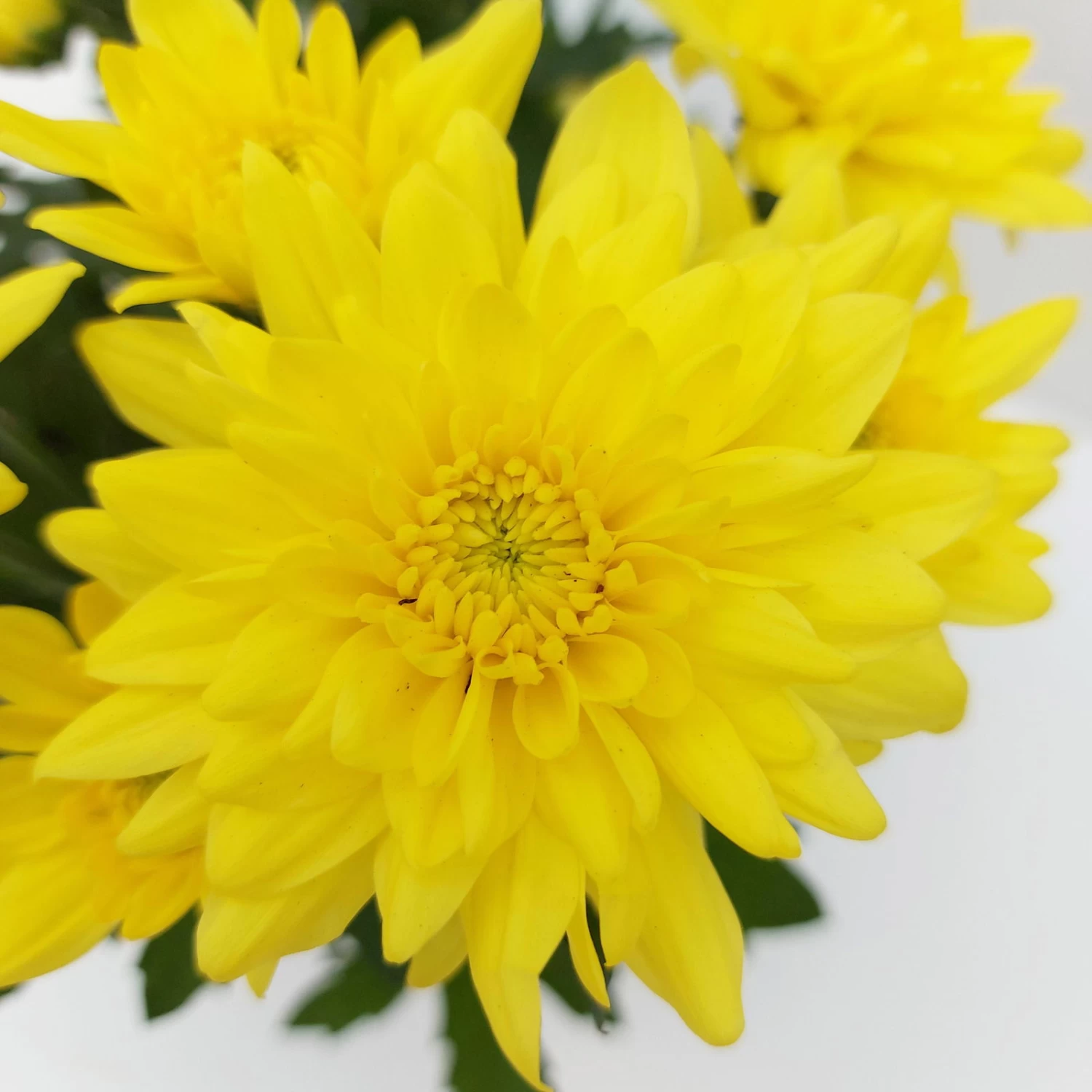Chrysanthemen 'Chrysanne® Grandezza Yellow', Gelb, Topf-Ø 13 Cm, 6er-Set – Bild 2
