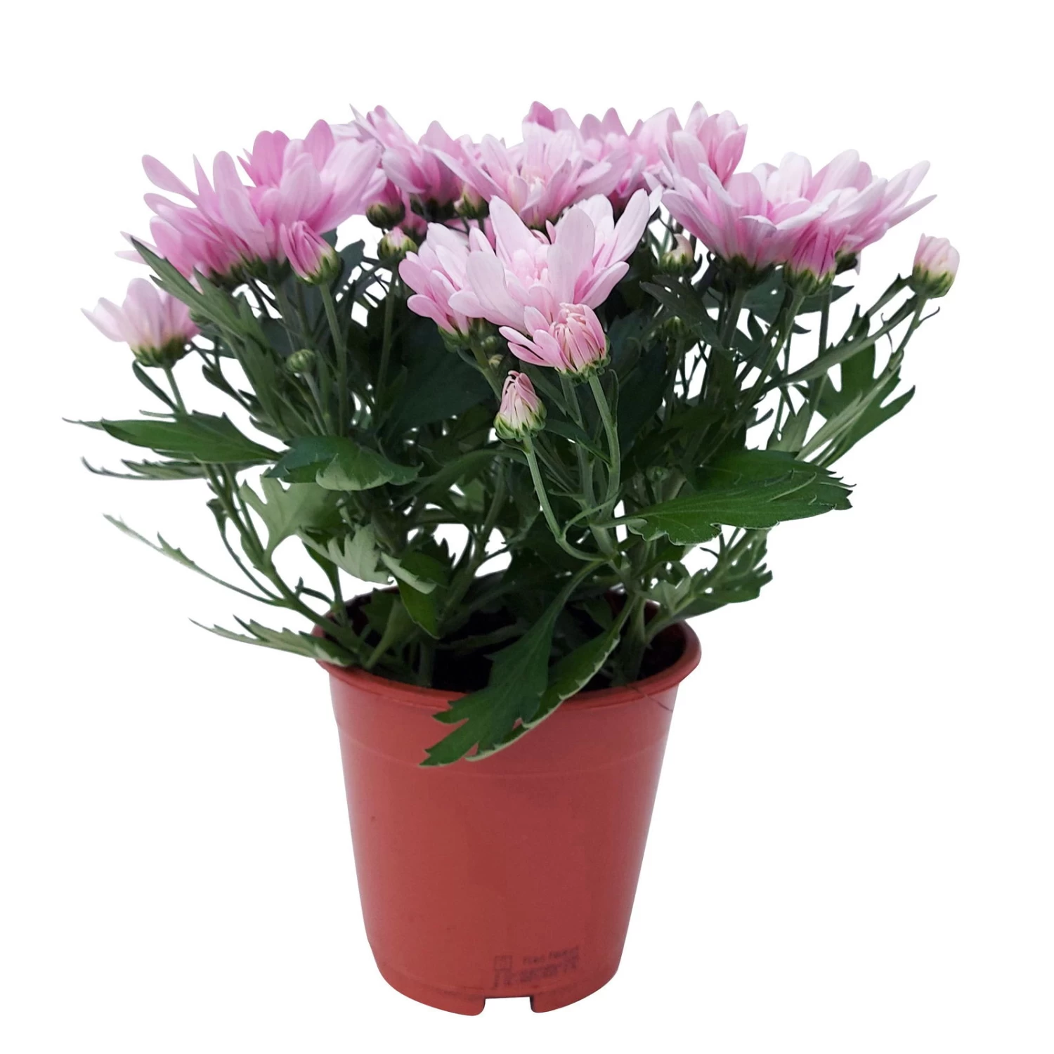 Chrysanthemen 'Chrysanne® Grandezza Pink', Pink, Topf-Ø 13 Cm, 6er-Set – Bild 7