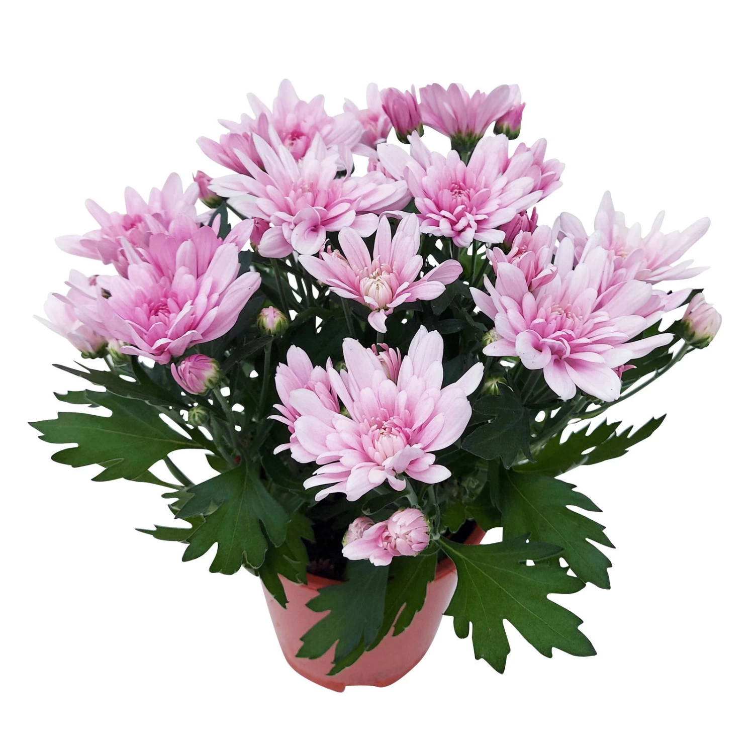 Chrysanthemen 'Chrysanne® Grandezza Pink', Pink, Topf-Ø 13 Cm, 6er-Set – Bild 6