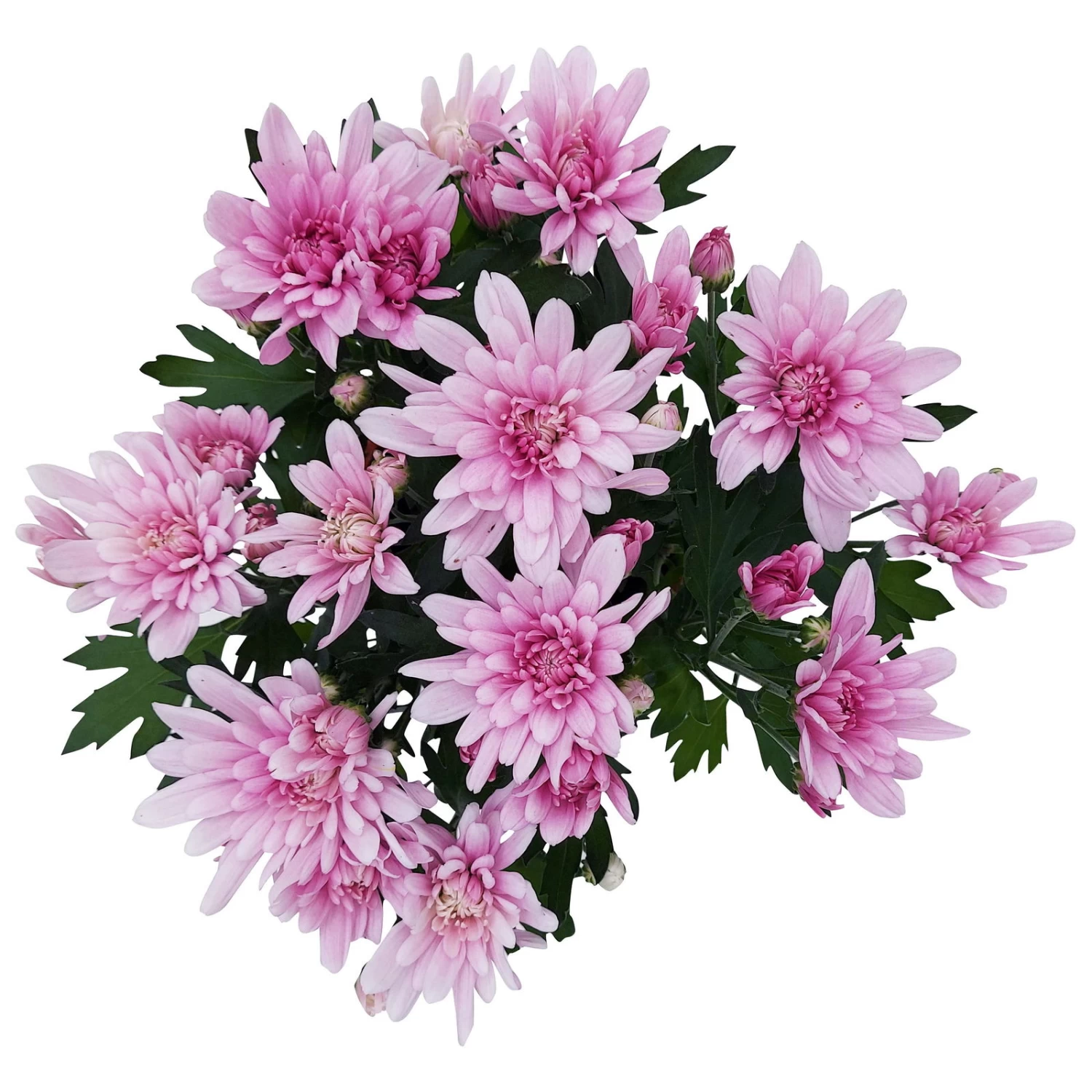Chrysanthemen 'Chrysanne® Grandezza Pink', Pink, Topf-Ø 13 Cm, 6er-Set – Bild 5