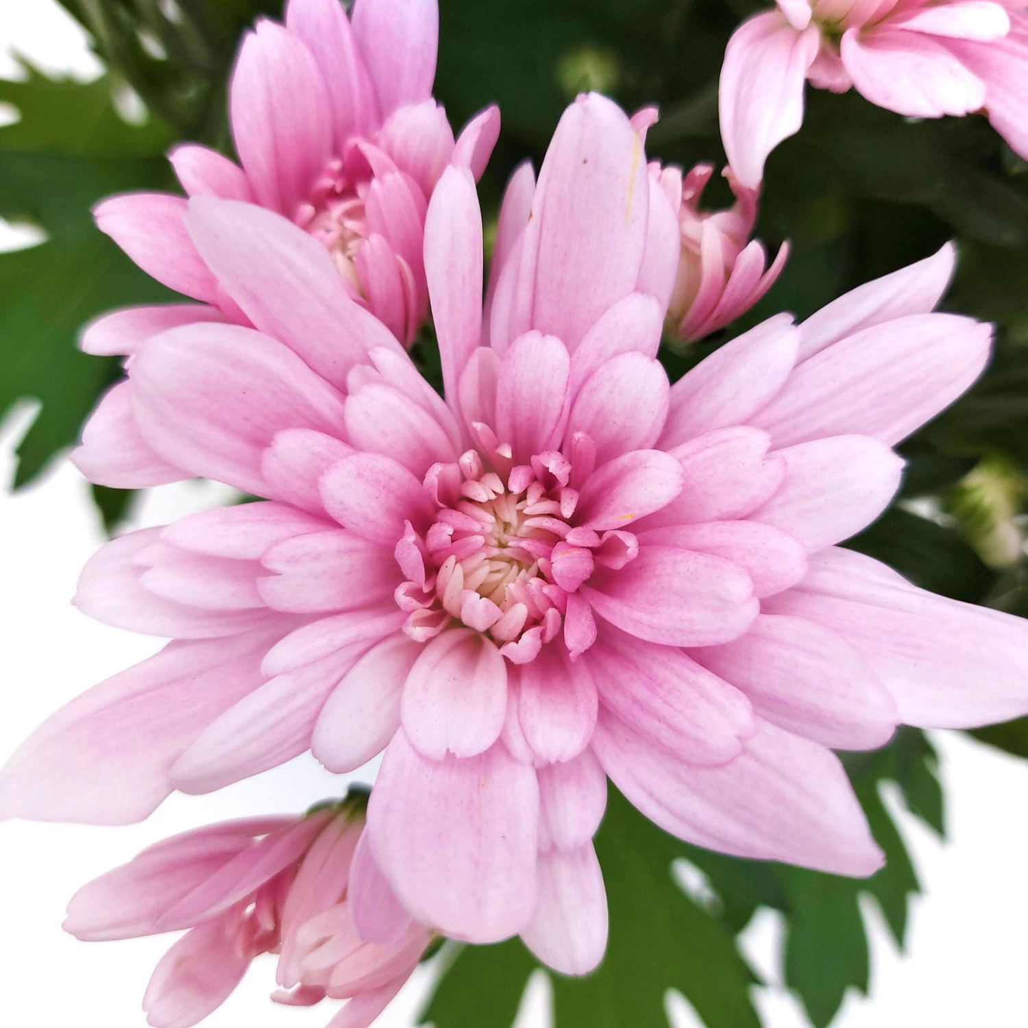 Chrysanthemen 'Chrysanne® Grandezza Pink', Pink, Topf-Ø 13 Cm, 6er-Set – Bild 2