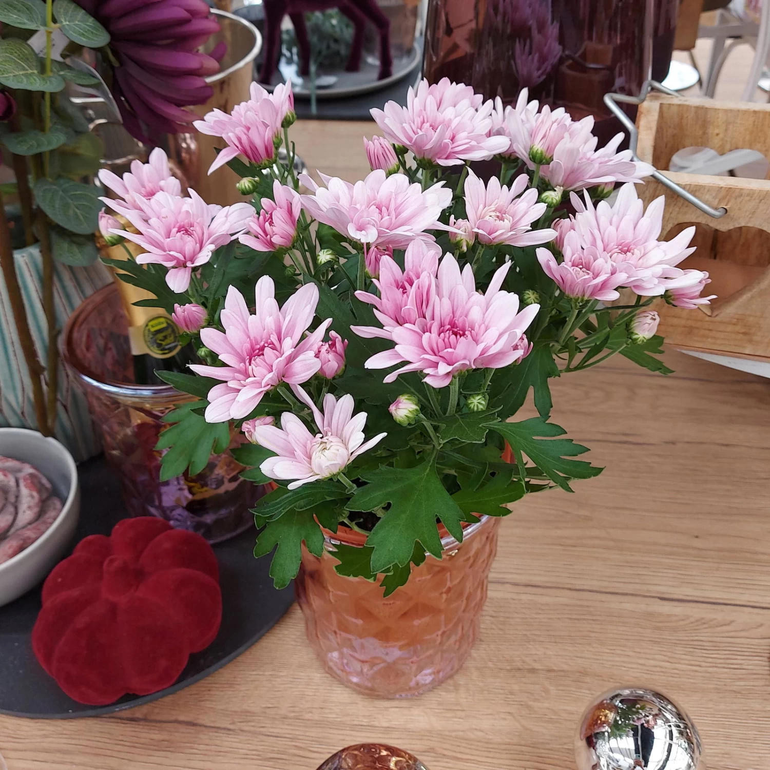 Chrysanthemen 'Chrysanne® Grandezza Pink', Pink, Topf-Ø 13 Cm, 6er-Set – Bild 3