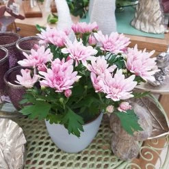 Chrysanthemen 'Chrysanne® Grandezza Pink', Pink, Topf-Ø 13 Cm, 6er-Set