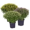 Chrysanthemen-Busch, Gelb-lila-weiß, Topf-Ø 19 Cm, 3er-Set
