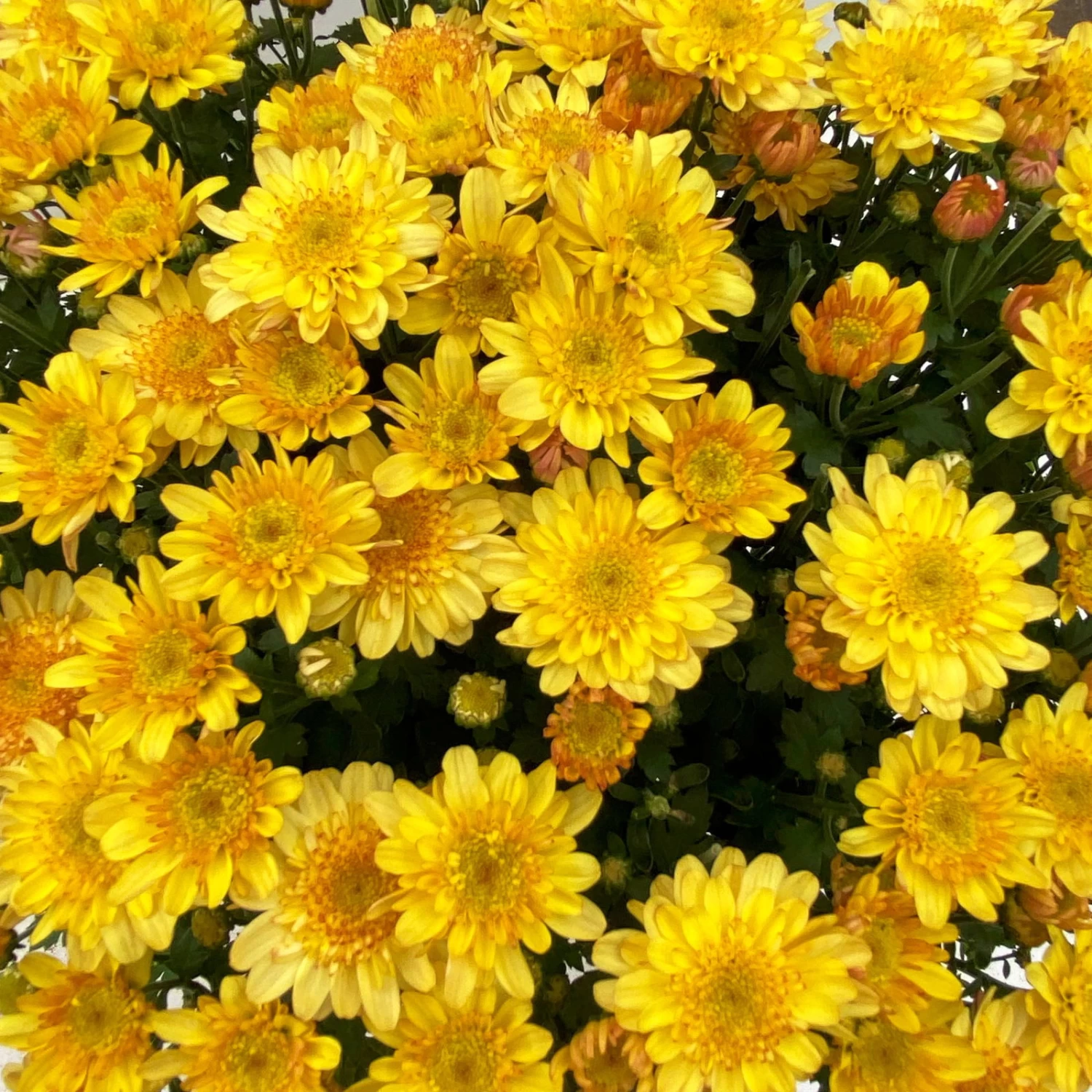 Chrysanthemen 'Amarena Orange', Gelb-bronze, Topf-Ø 14 Cm, 4er-Set – Bild 5