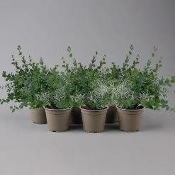 Silberdraht & Eukalyptus, Topf-Ø 13 Cm, 6er-Set