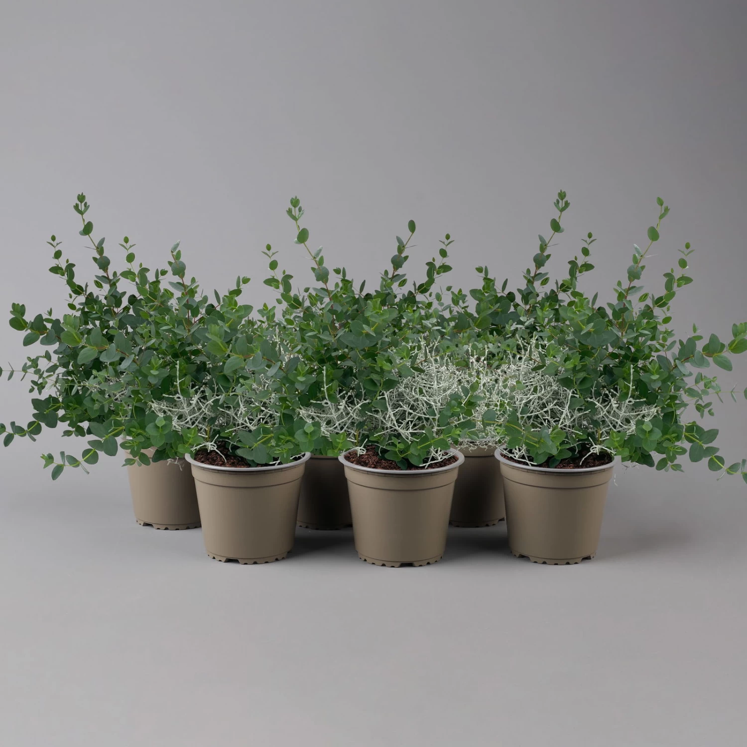 Silberdraht & Eukalyptus, Topf-Ø 13 Cm, 6er-Set