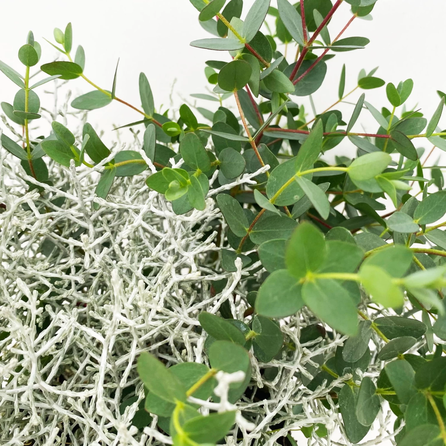 Silberdraht & Eukalyptus, Topf-Ø 13 Cm, 6er-Set – Bild 2