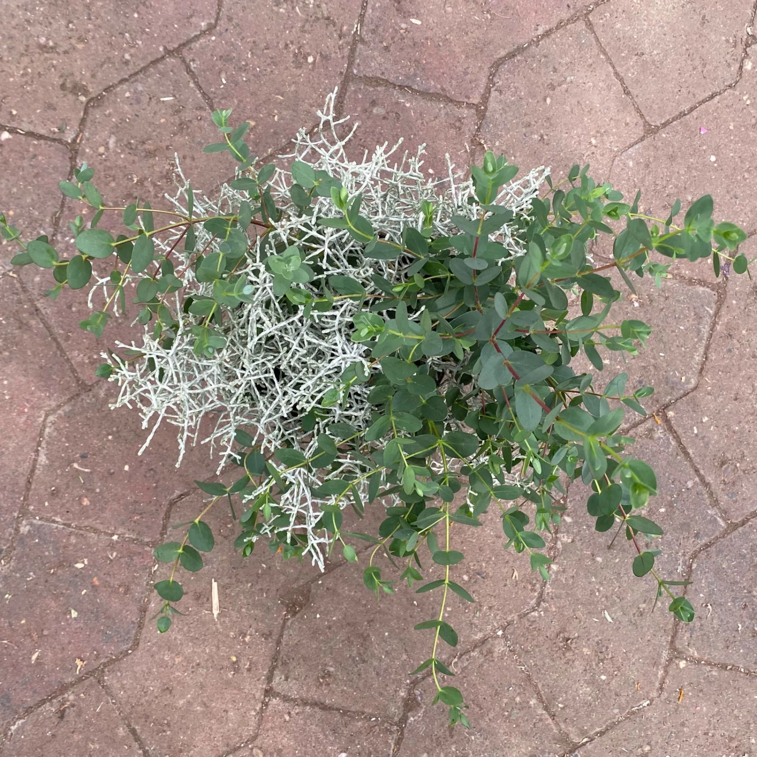 Silberdraht & Eukalyptus, Topf-Ø 13 Cm, 6er-Set – Bild 4