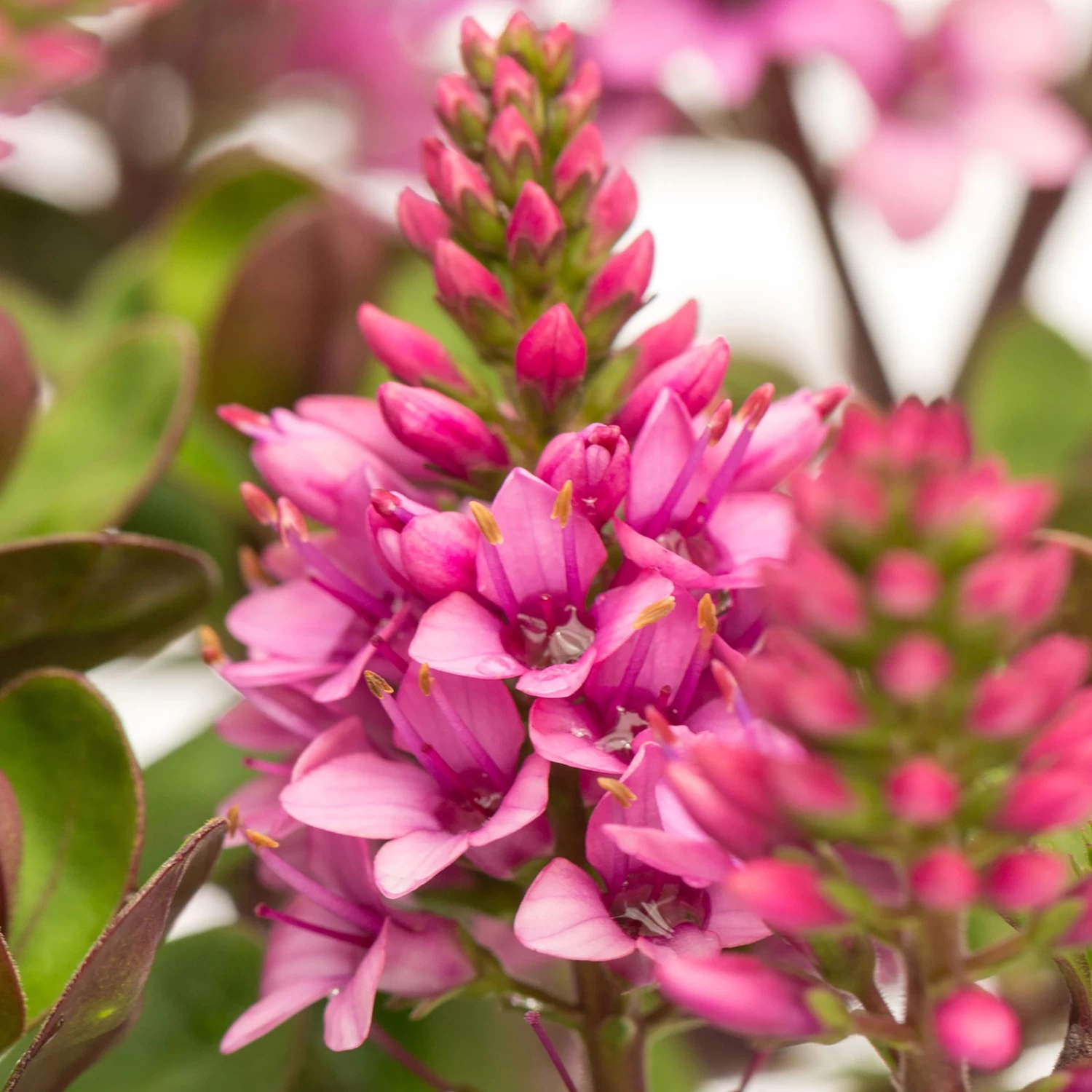 Hebe 'All Blooms®' Rosa, Topf-Ø 12 Cm, 6er-Set – Bild 2