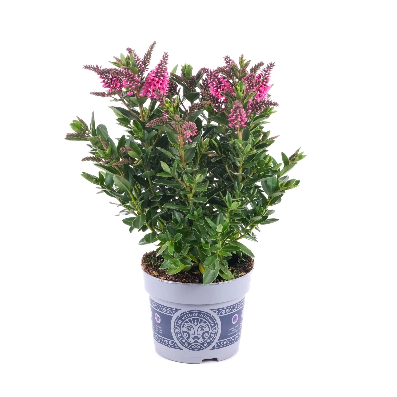 Hebe 'All Blooms®' Rosa, Topf-Ø 12 Cm, 6er-Set – Bild 8