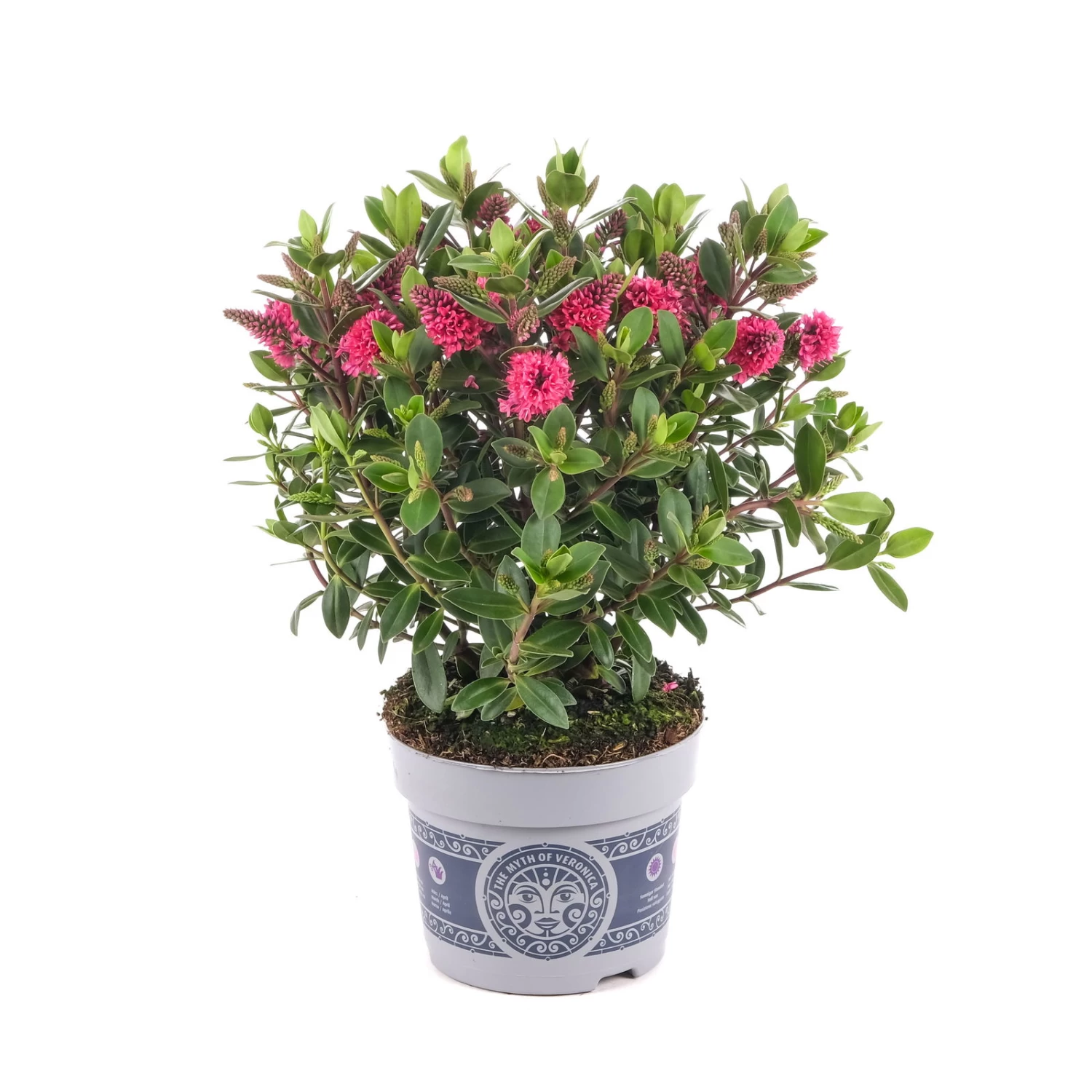 Hebe 'All Blooms®' Rosa, Topf-Ø 12 Cm, 6er-Set – Bild 7