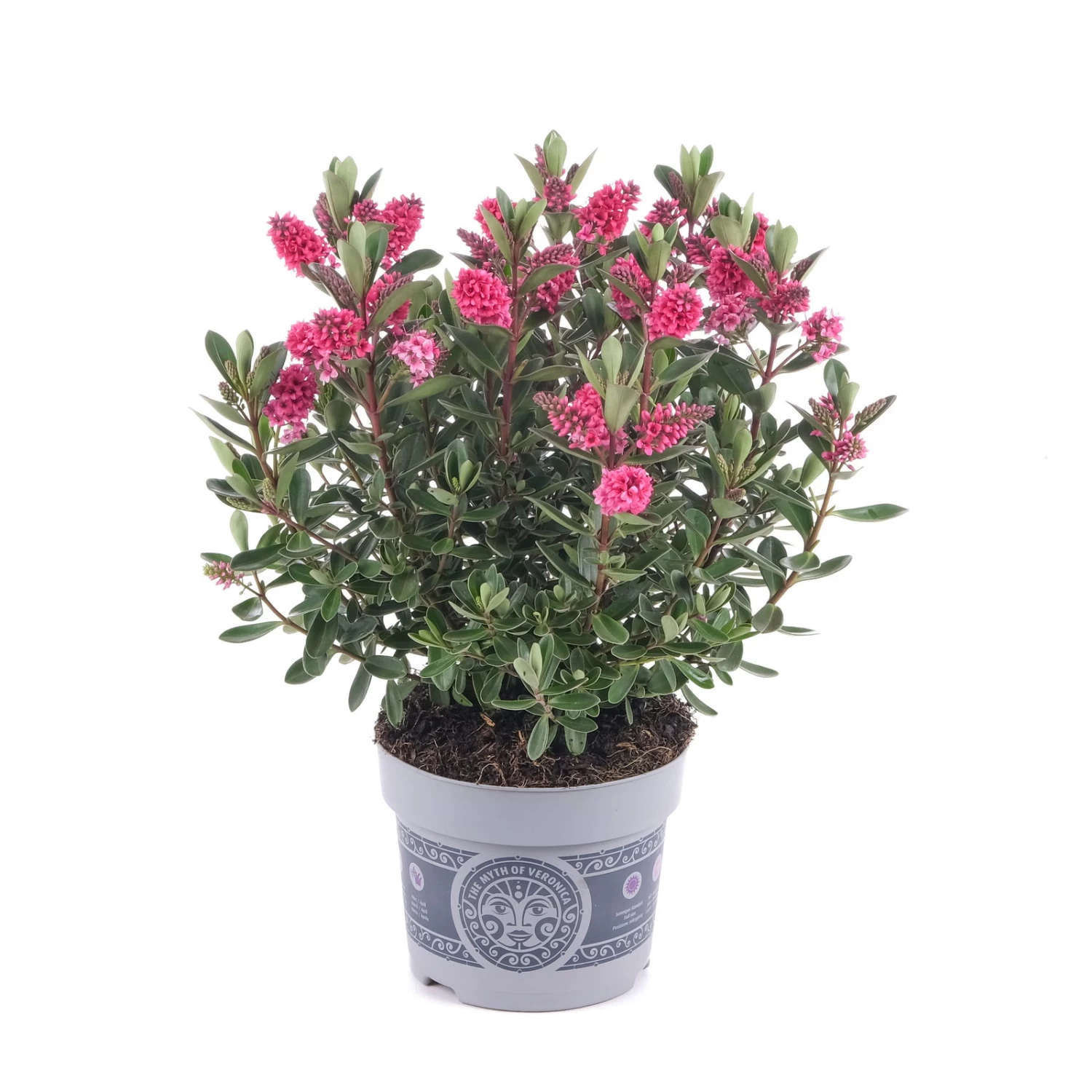 Hebe 'All Blooms®' Rosa, Topf-Ø 12 Cm, 6er-Set – Bild 6