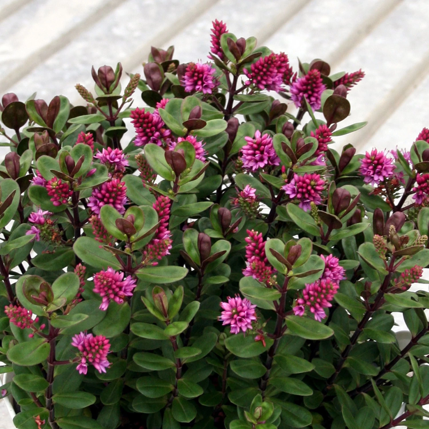 Hebe 'All Blooms®' Rosa, Topf-Ø 12 Cm, 6er-Set – Bild 3