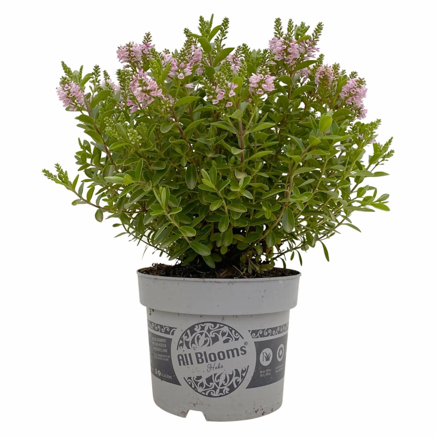 Hebe 'All Blooms®' Rosa, Topf-Ø 17 Cm – Bild 5