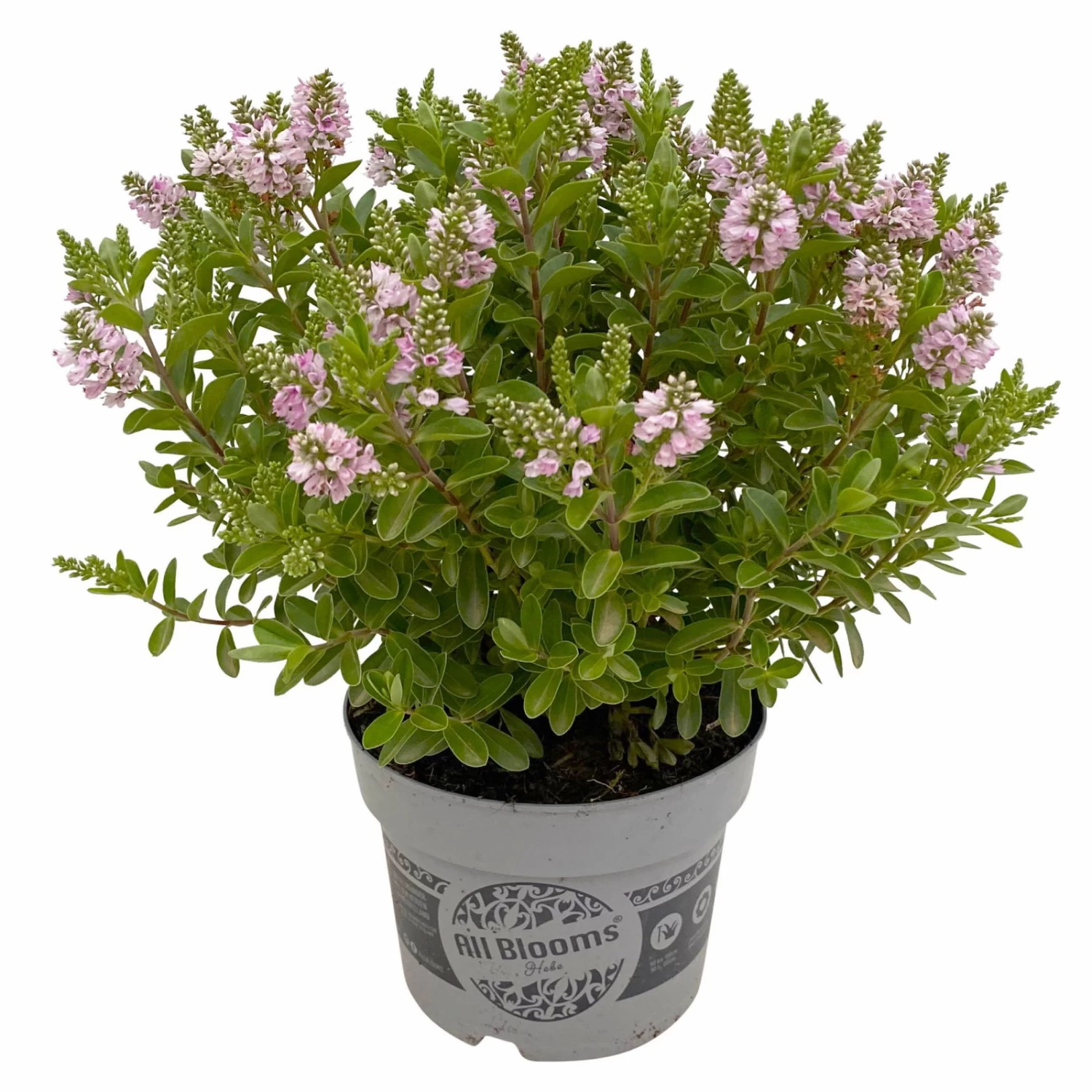 Hebe 'All Blooms®' Rosa, Topf-Ø 17 Cm – Bild 6