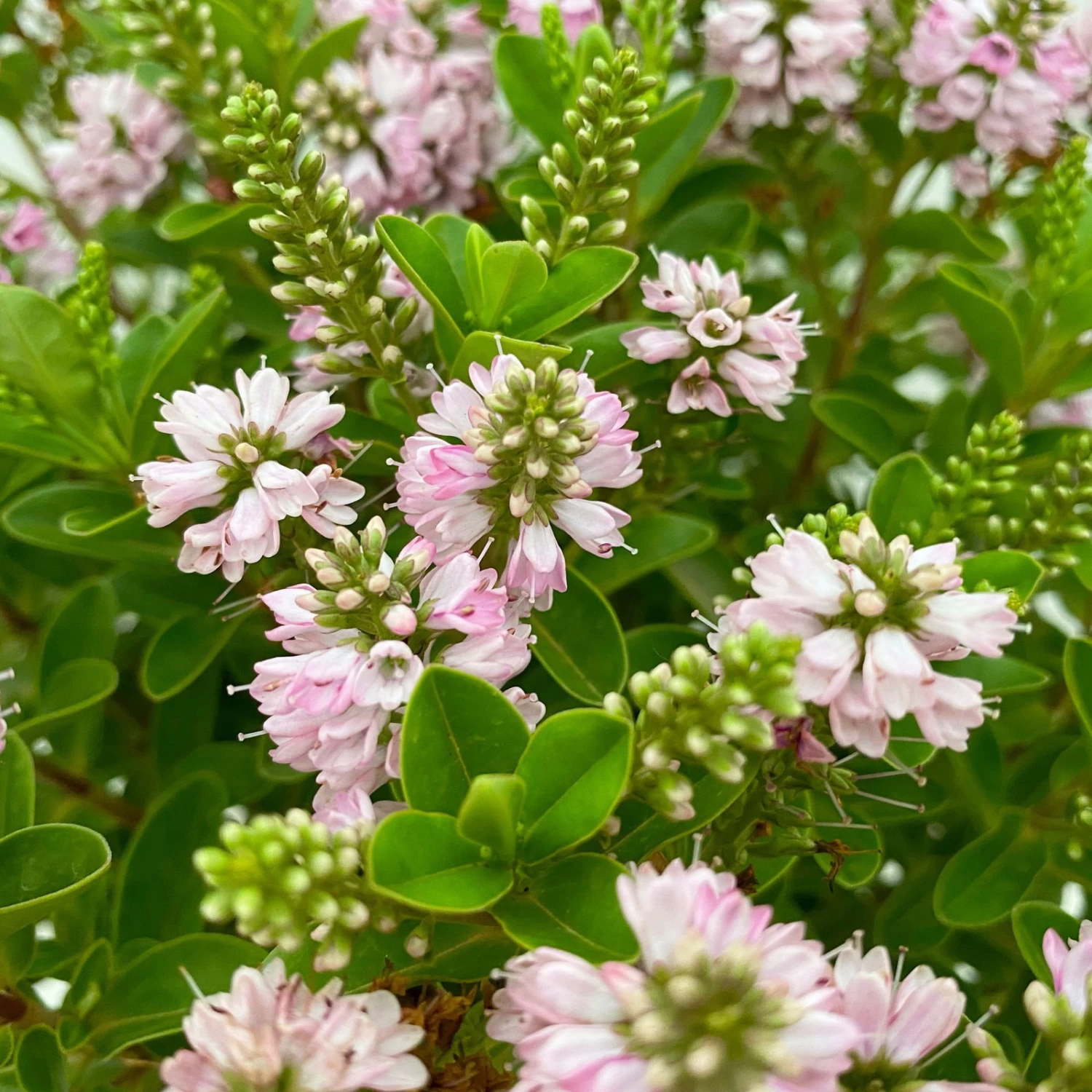 Hebe 'All Blooms®' Rosa, Topf-Ø 17 Cm – Bild 7