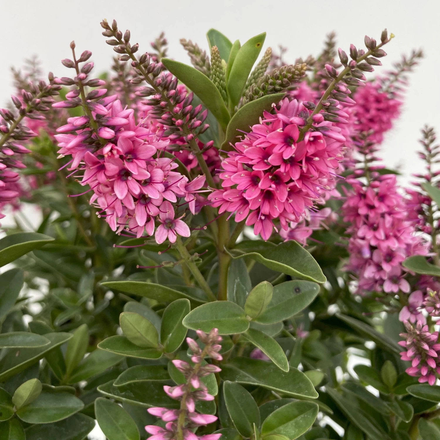 Hebe 'All Blooms®' Rosa, Topf-Ø 17 Cm – Bild 4