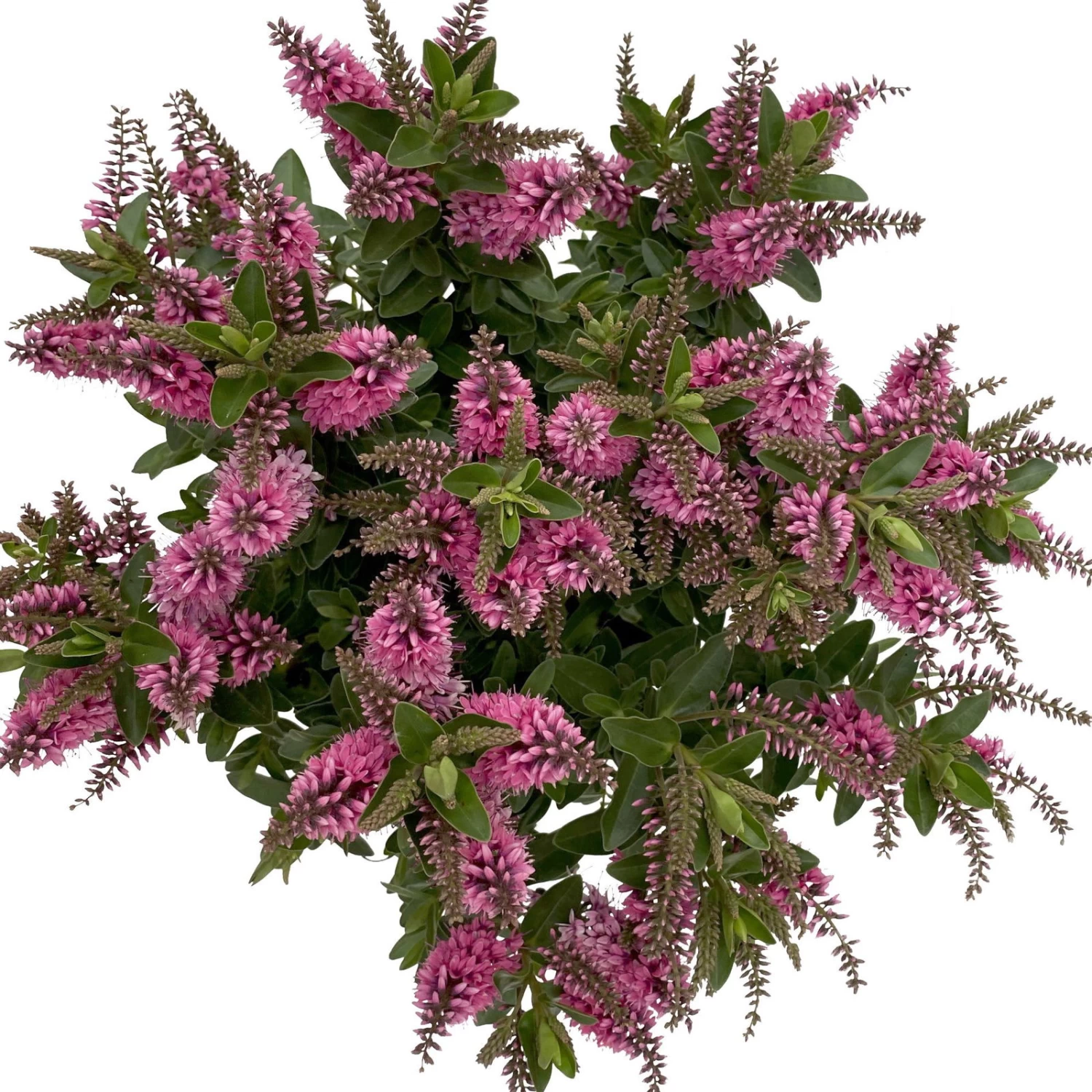 Hebe 'All Blooms®' Rosa, Topf-Ø 17 Cm – Bild 3