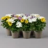 Chrysanthemen 'Trio' Weiß-gelb-rosa, Topf-Ø 12 Cm, 6er-Set
