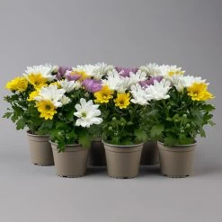 Chrysanthemen 'Trio' Weiß-gelb-rosa, Topf-Ø 12 Cm, 6er-Set