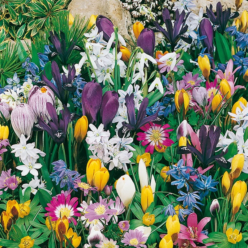 Verwilderungs-Kollektion 60 Blumenzwiebeln – Bild 2