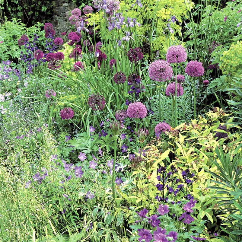 Zierlauchpaket 70 Alliumzwiebeln – Bild 2