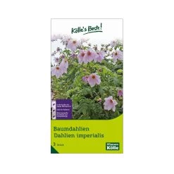 Kölle's Beste Baumdahlie 'Imperialis' Rosa, Größe 1, 3 Blumenknollen